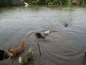 חוות%20Dog%20Way%20-%20פנסיון%20ואילוף%20כלבים%20,%20שדה%20נחמיה